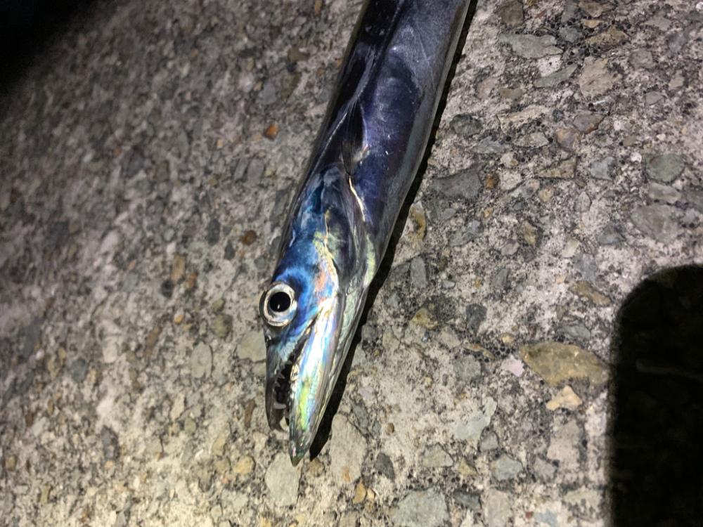 太刀魚！！