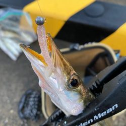 仕事前のアジング