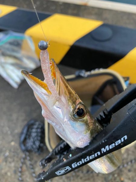 仕事前のアジング