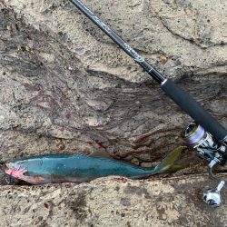 久しぶりロックショアで反省