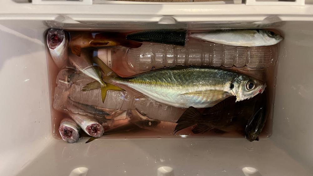 淡路島でアジ・メバル