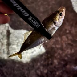 まだまだ豆アジ