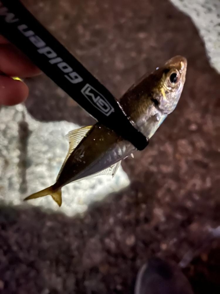 まだまだ豆アジ