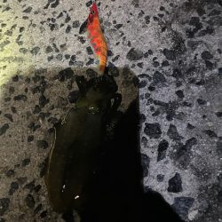 キロアップ狙いが泣