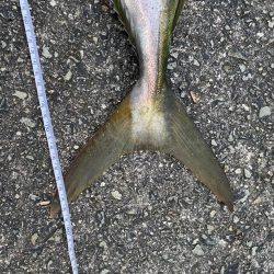 武庫川でブリかメジロ