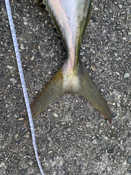 武庫川でブリかメジロ