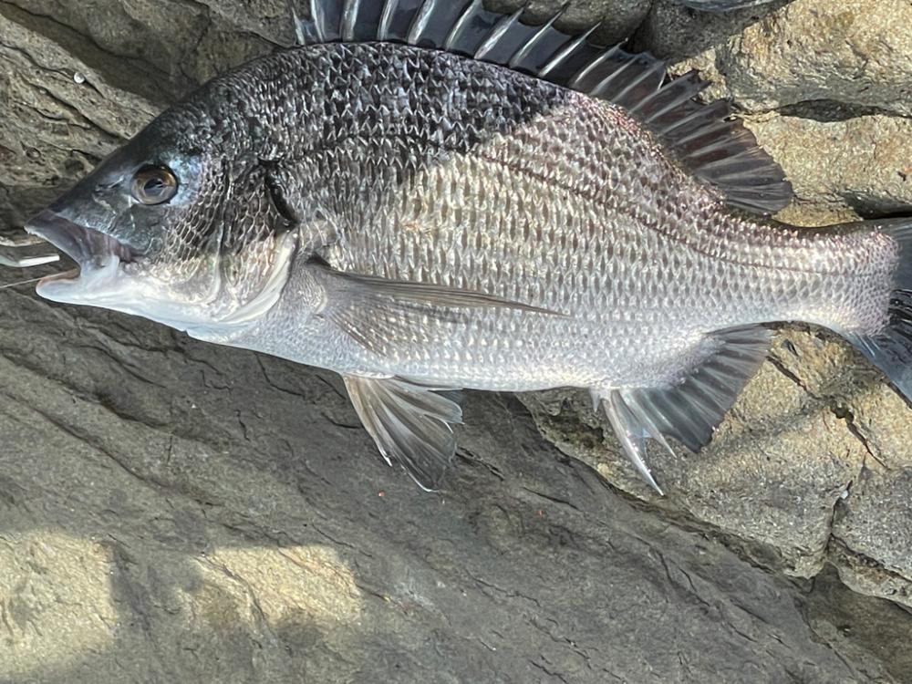 御荘湾チヌ釣り