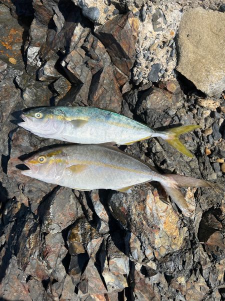 ワダツミの神さんの恵みに感謝❗…