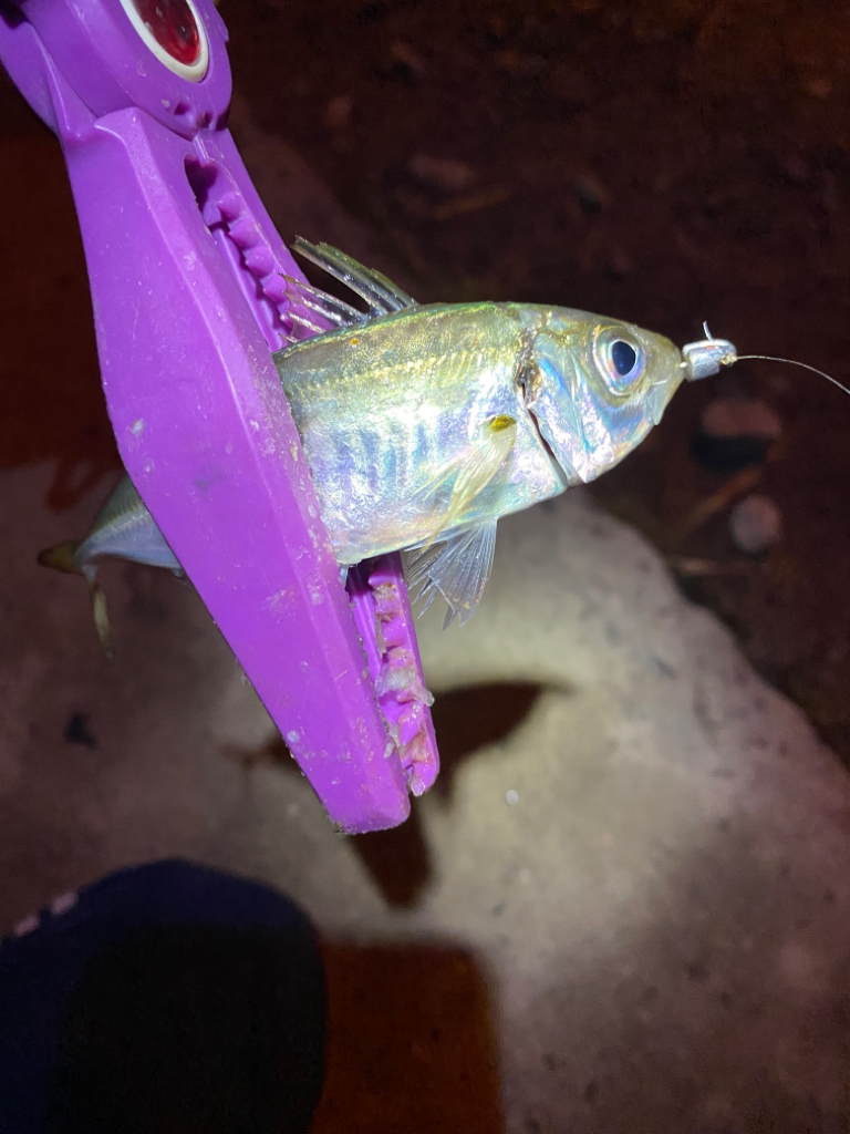 大阪湾奥アジング