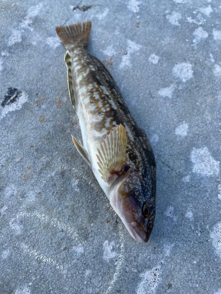 ロック〜エギング