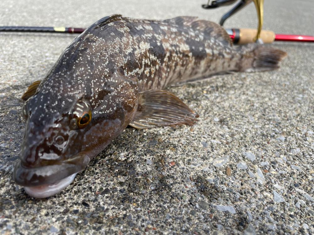 ロック&エギング