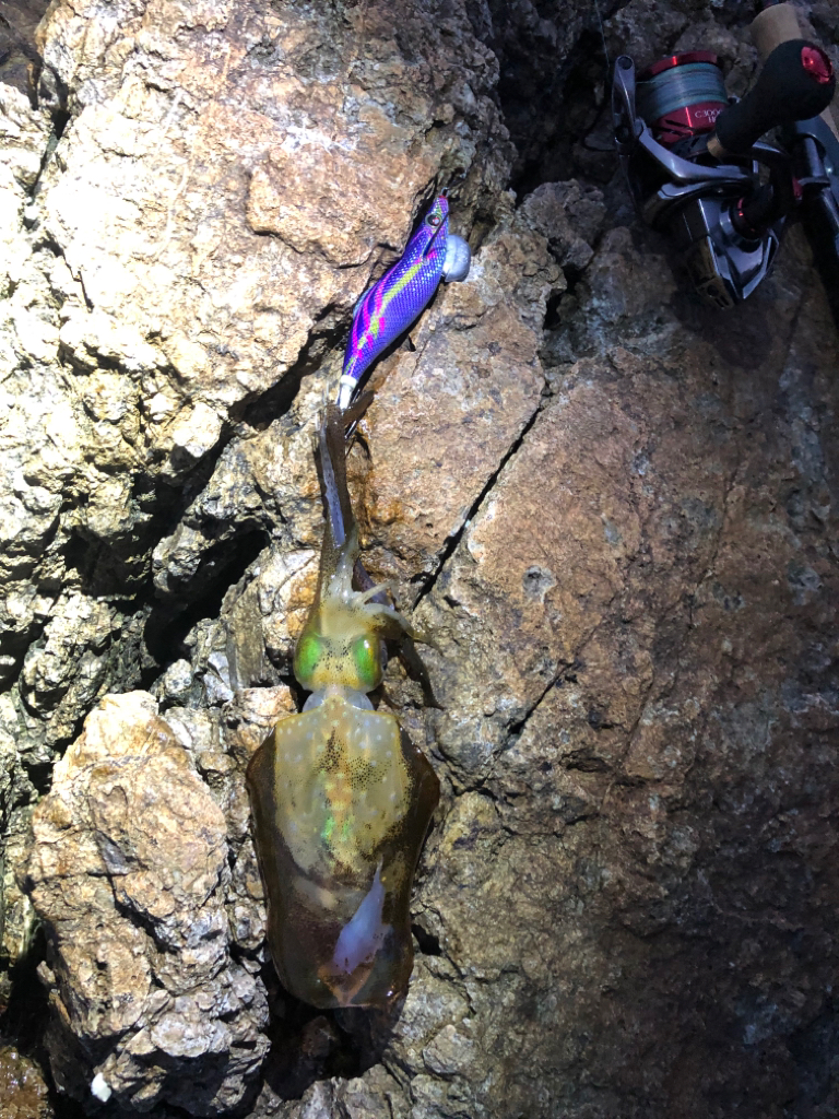 おそらく冬を越せないイカ達