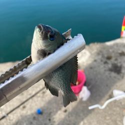 新ポイントで投げサビキに挑戦するも、、