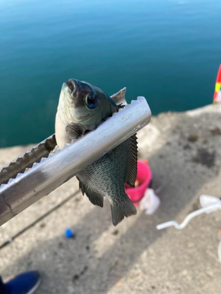 新ポイントで投げサビキに挑戦するも、、