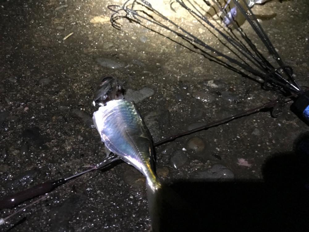 激渋の小アオリイカ　それでも。楽。