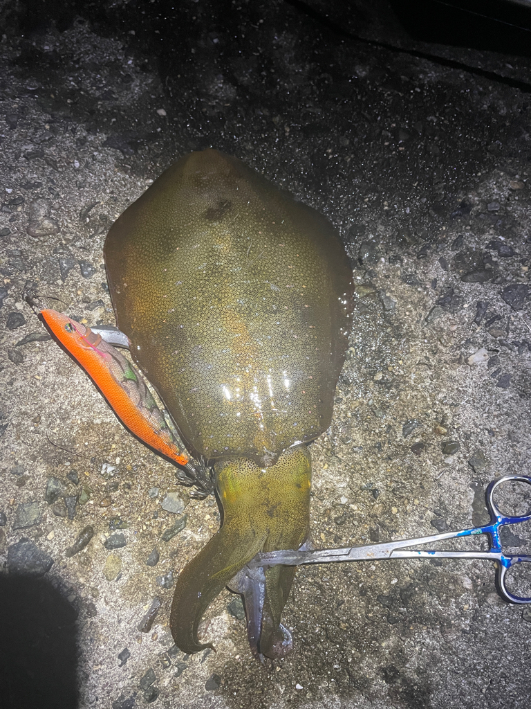 淡路島も秋イカ終盤⁈