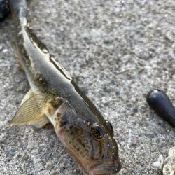 久々のハゼ釣り楽しい！