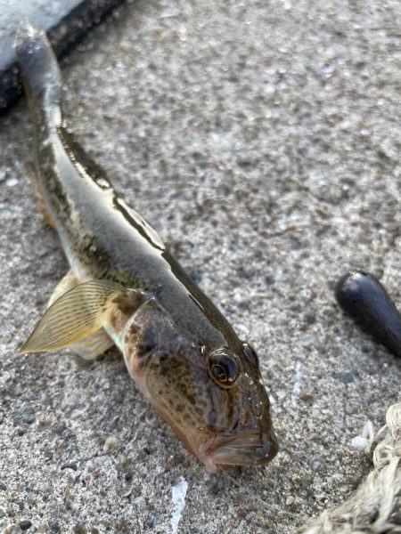 久々のハゼ釣り楽しい！