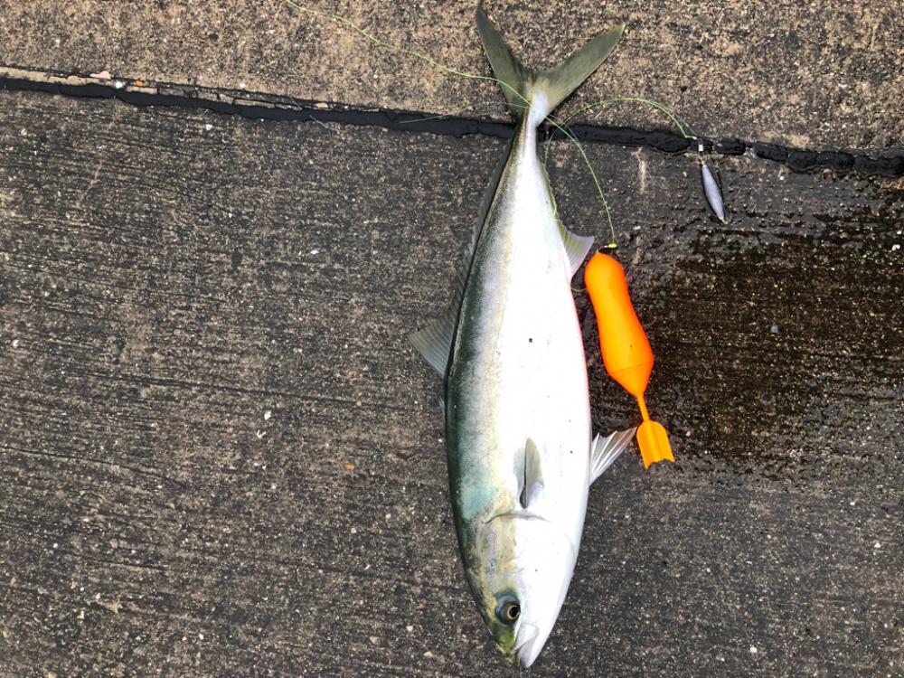 雨の中ブリが釣れました