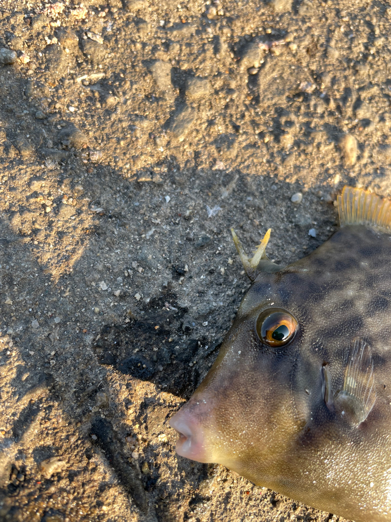 カワハギ難しい…けど楽しい！