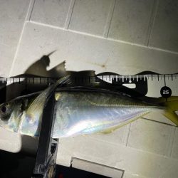 11月のボートアジング