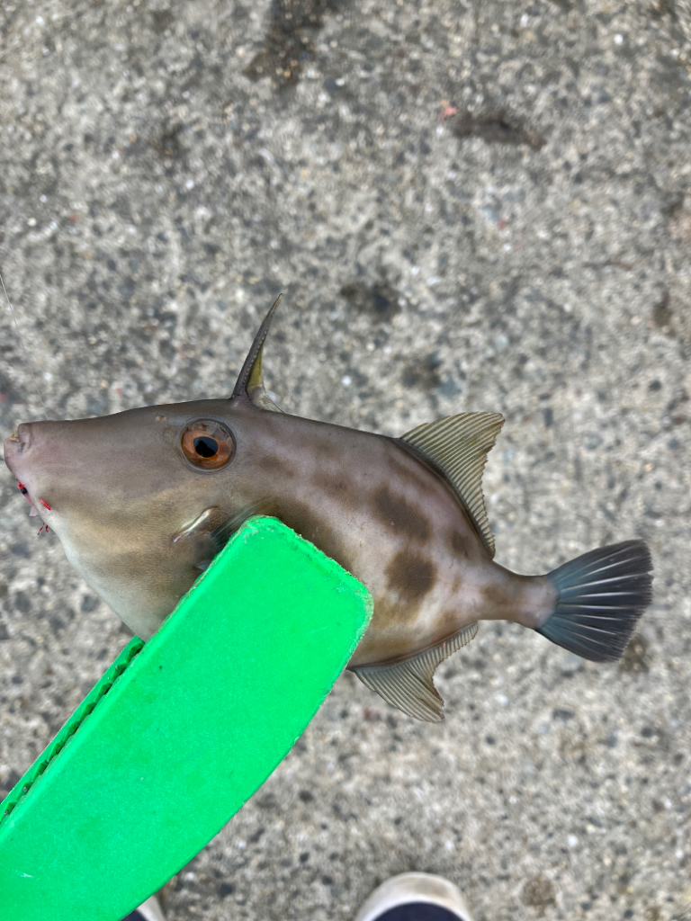 五目釣りでカワハギなど