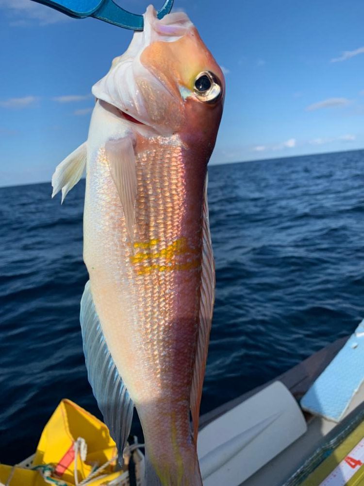 マイボートでアマダイ釣行！