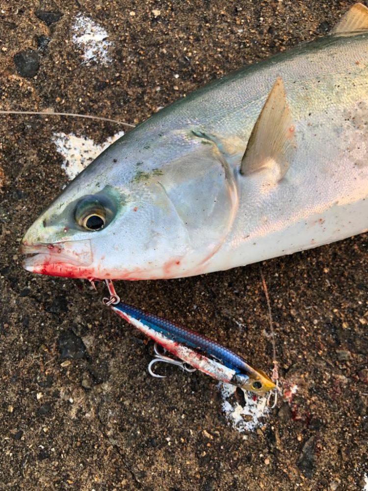 ボイル狙い撃ち