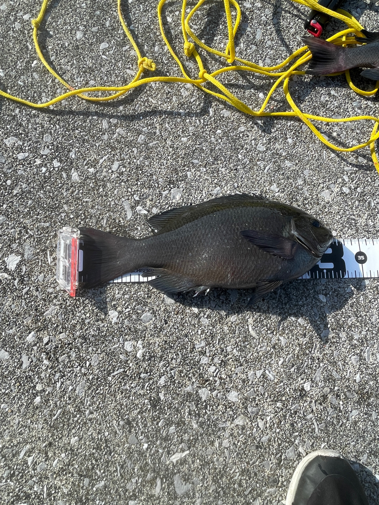 堤防グレ釣り(*^^*)