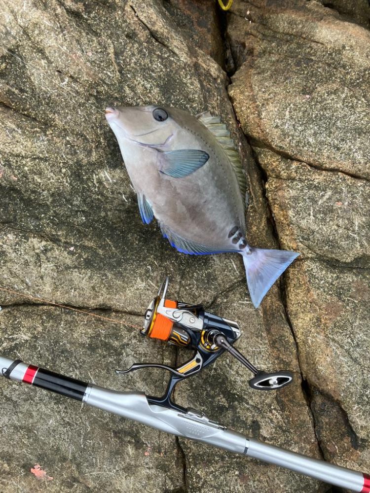 沖磯でグレ釣り