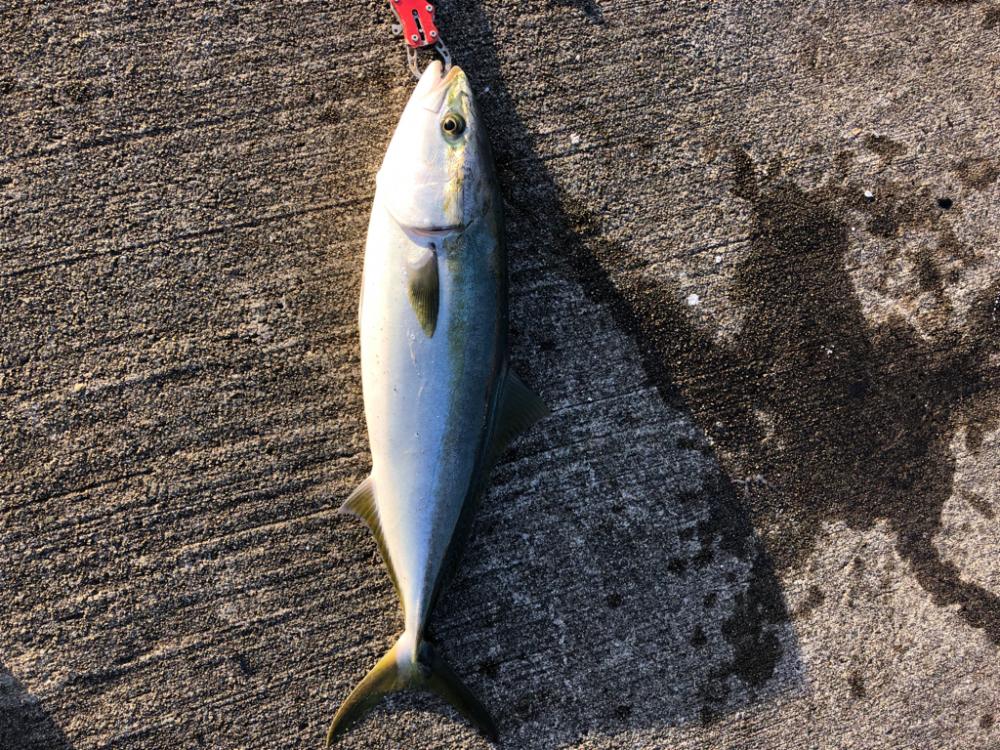 青物メジロが好調