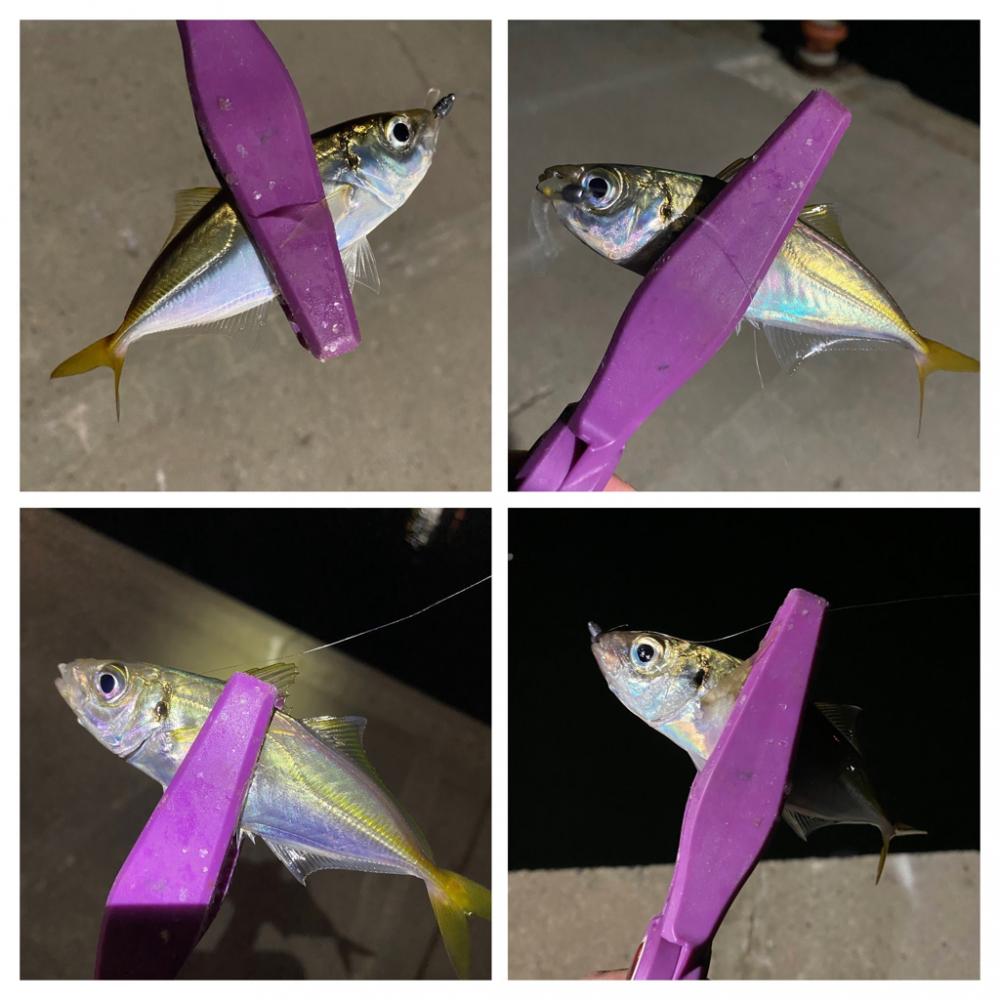 大阪湾奥アジング　ベイトアジング