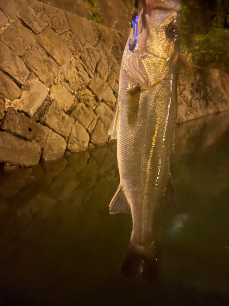 久々のシーバス