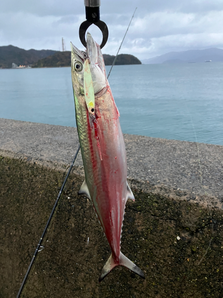 サゴシがシラスパーティしてました