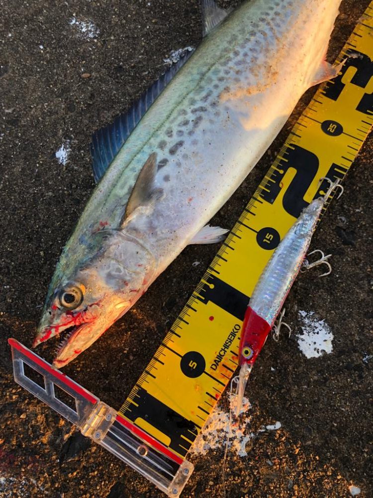 メジロとサゴシ