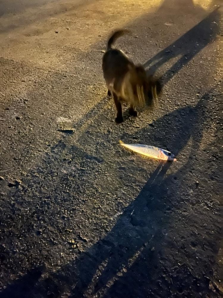 30cmのサバのみ😅