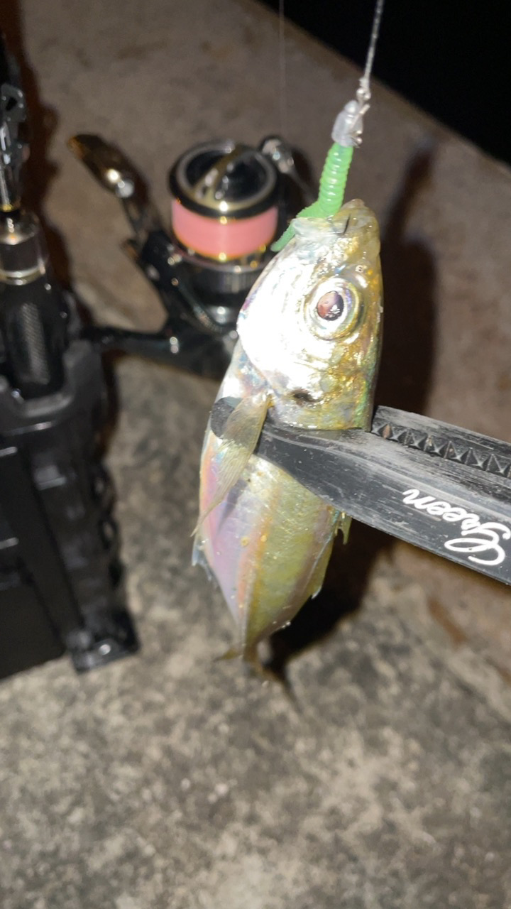 アジングナイト