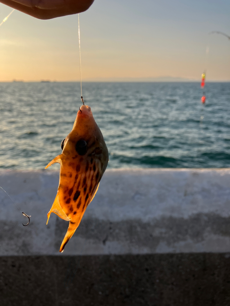 カワハギ好調太刀魚壊滅？
