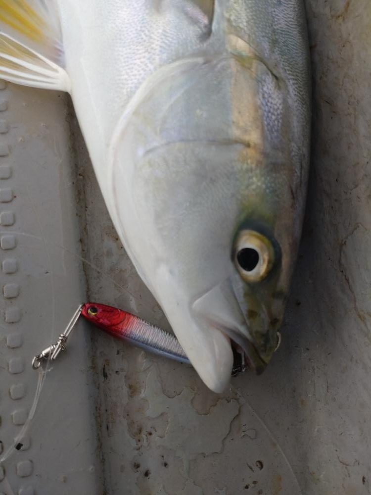 11月のライトジギング(1/2)