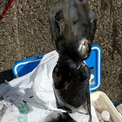 カワハギとアオリイカ