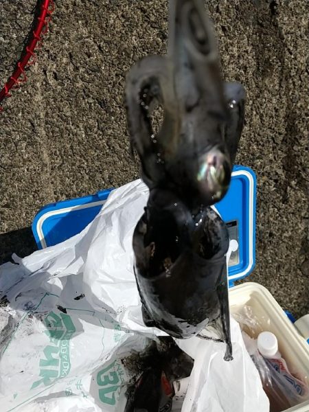 カワハギとアオリイカ