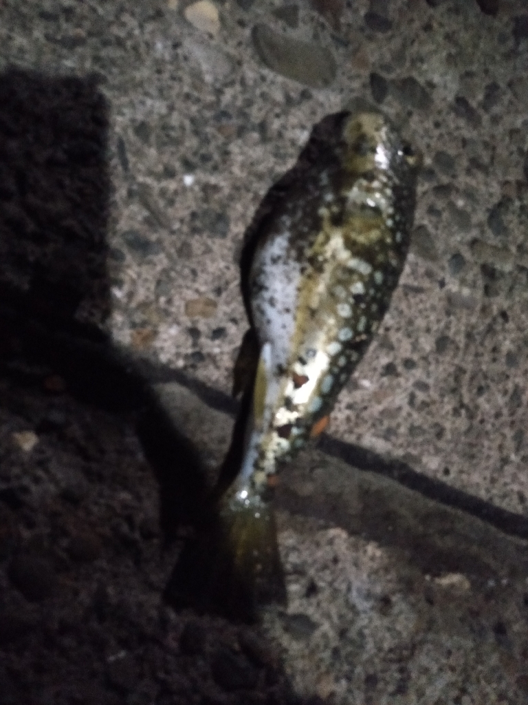 餌がなくなるまで鯵釣り