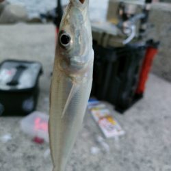 今年最後？の遠征