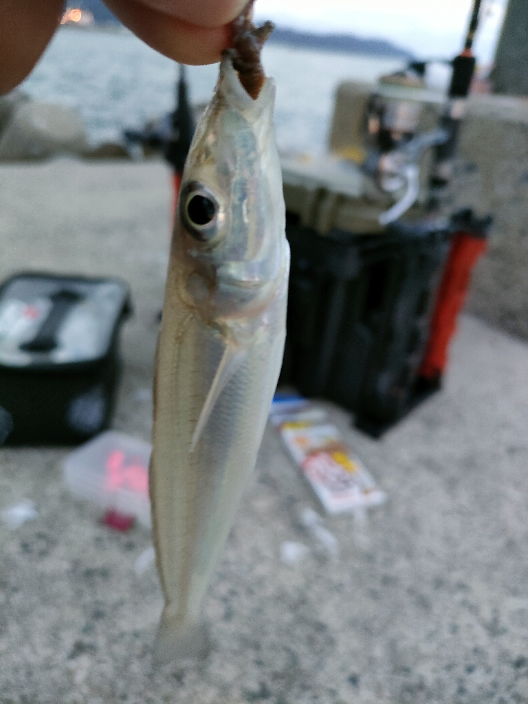 今年最後?の遠征