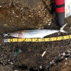 ショアジギングでサワラ！