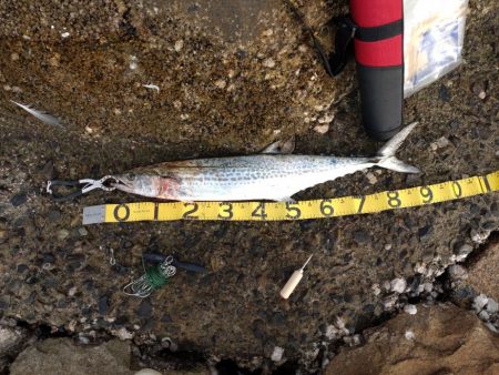 ショアジギングでサワラ！