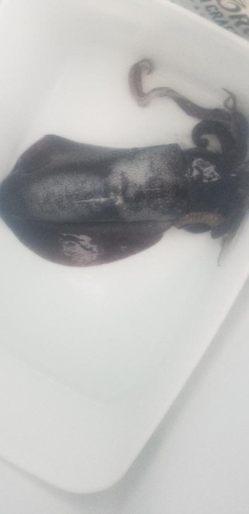 エギング　雨で途中で終了