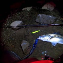 【リバーシーバス】清流川鱸終盤