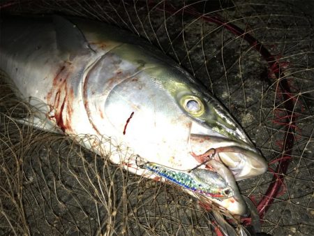 ブリが釣れるポイント