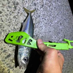 無限豆アジング時々F2タチウオ